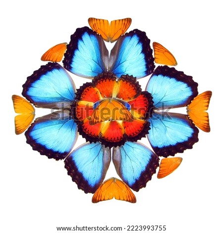 Design element, art work from real butterflies wings, nature background, orange blue texture element, Ornamental Decorative, Kaleidoscope