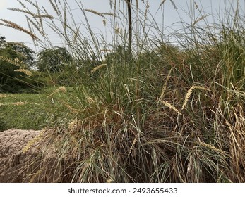 Desmostachya bipinnata planta o