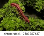 Desmoxytes purpurosea (shocking pink dragon millipede) also known as dragon millipede, is a spiny and toxic millipede named for its vivid pink color. in the Uthai Thani Province of Thailand.