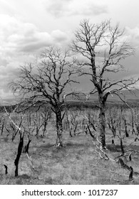 Desolate