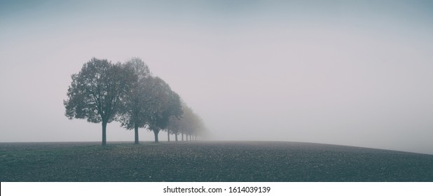 Desolate Autumn Landscape, Row of Trees in Thick Fog