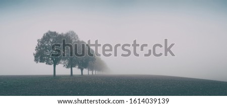 Desolate Autumn Landscape, Row of Trees in Thick Fog