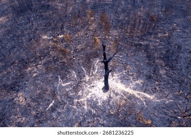 The desolate landscape of a forest fire aftermath with a single tree