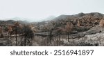 Desolate landscape showing the devastating aftermath of a wildfire near Arakapas village. Limassol District, Cyprus