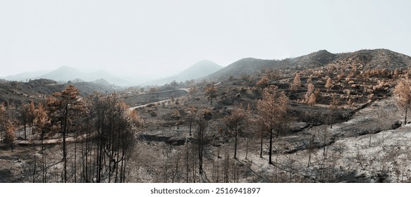 Desolate landscape showing the devastating aftermath of a wildfire near Arakapas village. Limassol District, Cyprus