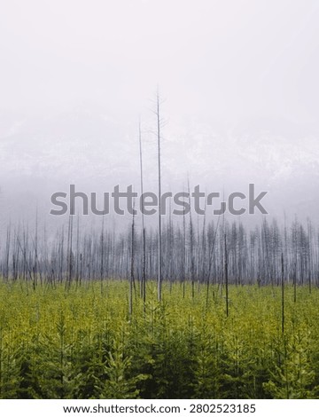 A desolate landscape with tall, dead trees and a gloomy, overcast sky.