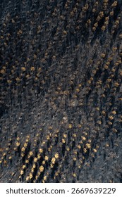 A Desolate and Lifeless Forest After a Fire. Concept The complete loss of an ecosystem.