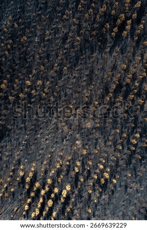 A Desolate and Lifeless Forest After a Fire. Concept The complete loss of an ecosystem.