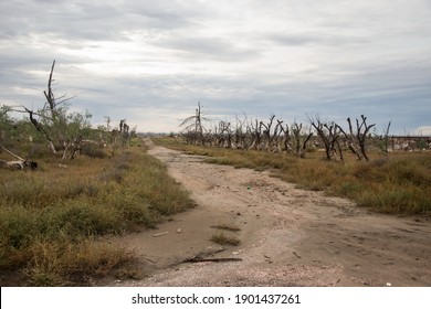 Desolate road with dry trees