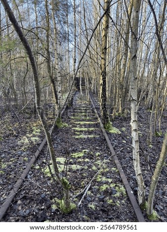 Desolated traintracks in winter forest