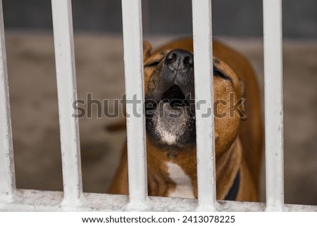 a desperate dog at an animal shelter for found animals 