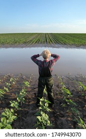 Desperate female farmer  inspecting  young green corn plants in mud and water and gesturing holding head, damaged  field after flood