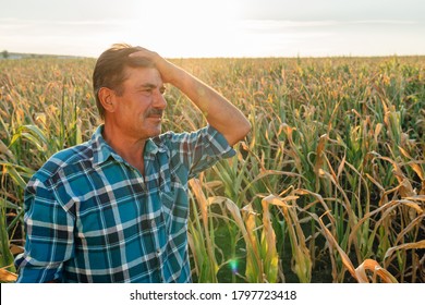 Desperate male farmer inspecting dried corn plants, damaged field after flood