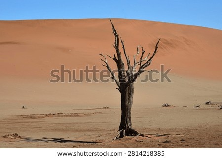Dessicated 900 year old tree in the desert preserved by extreme heat and dryness, at Sossusvlei, Namibia. In the background surreal colors in the sand dunes