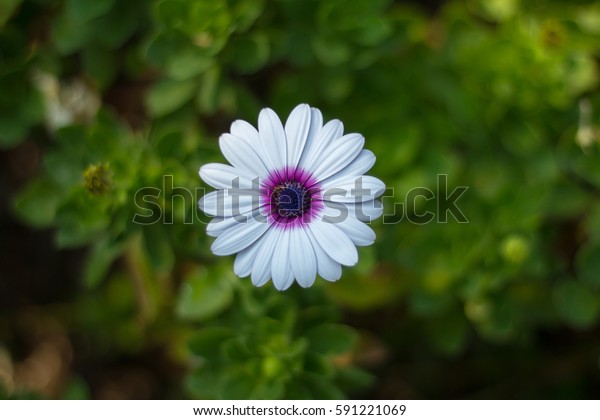 dessy flower
