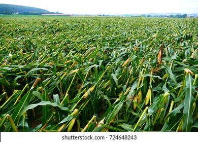 1,998 Dead Corn Field Images, Stock Photos & Vectors | Shutterstock