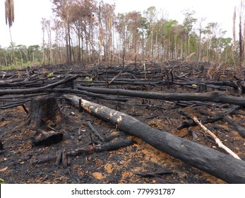 4,275 Rainforest destroyed Images, Stock Photos & Vectors | Shutterstock