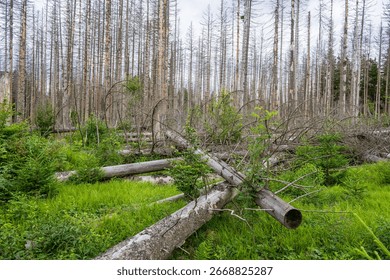 Destroyed forest, broken trees, forest attack by woodlice, howling, Jeseniky, Czech republic