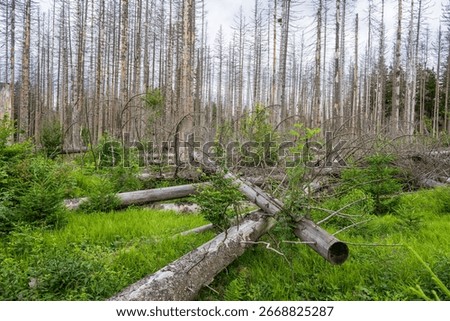 Destroyed forest, broken trees, forest attack by woodlice, howling, Jeseniky, Czech republic