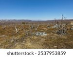 Destroyed forest by Autumnal moth (epirrita autumnata) near Sahkkarasjohka river in summer with blue sky, Norway.