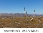 Destroyed forest by Autumnal moth (epirrita autumnata) near Sahkkarasjohka river in summer with blue sky, Norway.