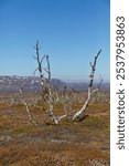 Destroyed forest by Autumnal moth (epirrita autumnata) near Sahkkarasjohka river in summer with blue sky, Norway.