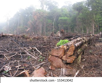 Destroyed tropical rainforest in Amazonia Brazil. Image taken on 20 January 2010 - Shutterstock ID 153413042