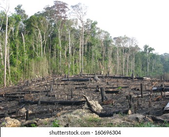 Destroyed tropical rainforest in Amazonia Brazil. Image taken on 20 January 2010 - Shutterstock ID 160696304
