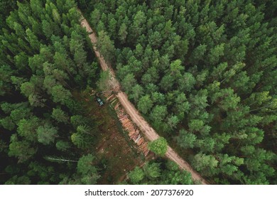 Destruction of forests and felling of trees. Environmetal and ecological issues. Forest harvester during sawing trees in a forest. Forestry tree harvester in woodland on clearing forests. Soft focus.