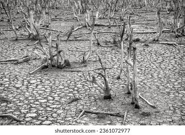 Destruction mangrove forest scenery, destruction mangrove forest is an ecosystem that has been severely degraded or eliminated such as habitat, and pollution, take care of the mangrove forest.