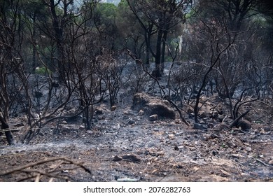 destruction of a pine forest in the Lebanon mountain region Beit Meri after a wildfire