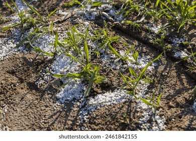 destruction of the wheat crop using a large amount of fertilizers, chemical fertilizers from an overabundance of which a part of the wheat crop was destroyed