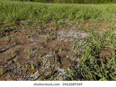 destruction of the wheat crop using a large amount of fertilizers, chemical fertilizers from an overabundance of which a part of the wheat crop was destroyed