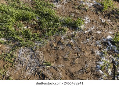 destruction of the wheat crop using a large amount of fertilizers, chemical fertilizers from an overabundance of which a part of the wheat crop was destroyed