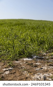 destruction of the wheat crop using a large amount of fertilizers, chemical fertilizers from an overabundance of which a part of the wheat crop was destroyed
