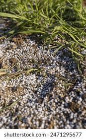 destruction of the wheat crop using a large amount of fertilizers, chemical fertilizers from an overabundance of which a part of the wheat crop was destroyed