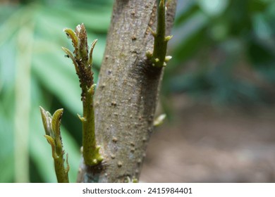 Destructive aphids (Aphidoidea) for Young avocado shoots (Persea americana). Garden pests