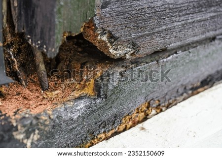 Destructive Termite Infestation. Macro View of Wood-Eaten Window Frame with Holes