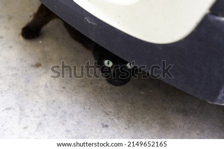 Detail of abandoned street cat hiding under a car