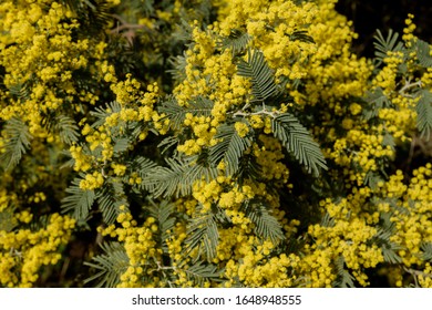 Detail Of Acacia Dealbata Blooming 