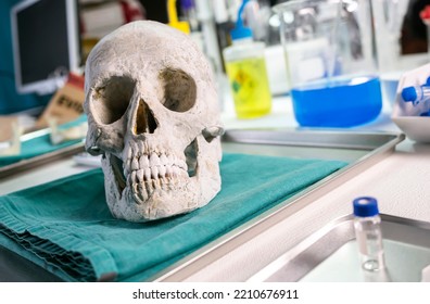 Detail Of Adult Skull In A Crime Lab, Concept Image