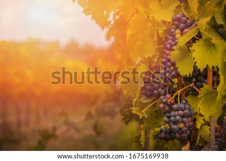 detail of almost ripe red Sangiovese grapes in the vineyard in Tuscany, Italy