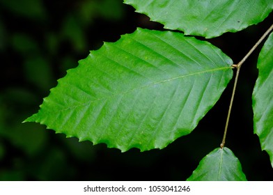 Detail Of An American Beech Leaf