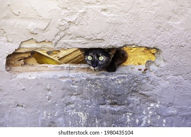 Detail Of Animal Hiding In The Street, Homeless Pet