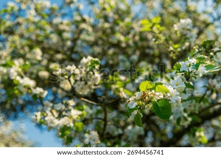 Detail of an appel tree branch with withe flowers and green leaves
