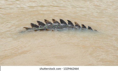 Detail Of Australian Saltwater Crocodile Tail Surfacing While Swimming In The Adelaide River In Middle Point, Northern Territory, Australia