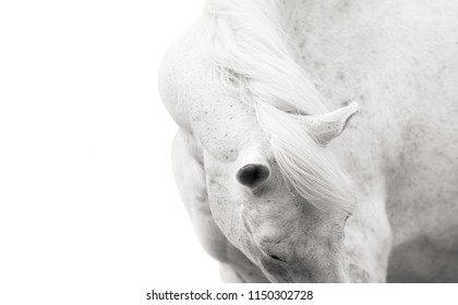 detail of the back of the head and the head of a white horse, horse detail, a black and white photo