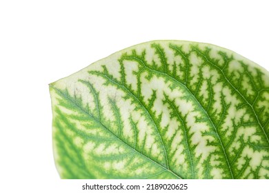 Detail Of The Backlit Texture And Pattern Of A Fig Leaf Plant, The Veins Form Similar Structure To A Green Tree.