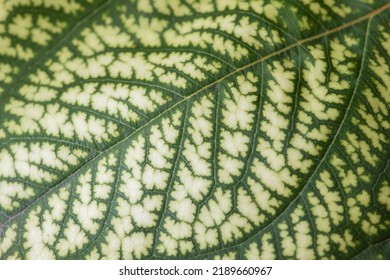 Detail Of The Backlit Texture And Pattern Of A Fig Leaf Plant, The Veins Form Similar Structure To A Green Tree.