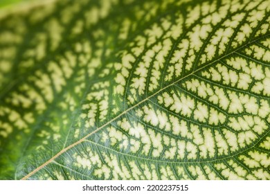 Detail Of The Backlit Texture And Pattern Of A Fig Leaf Plant, The Veins Form Similar Structure To A Green Tree.